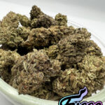 Fuego Packs Miami, Guava Haze strain